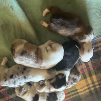 A cozy litter of House of Blues corgi puppies