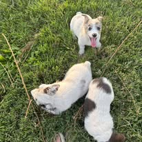 House of Blues puppies playing in the grass