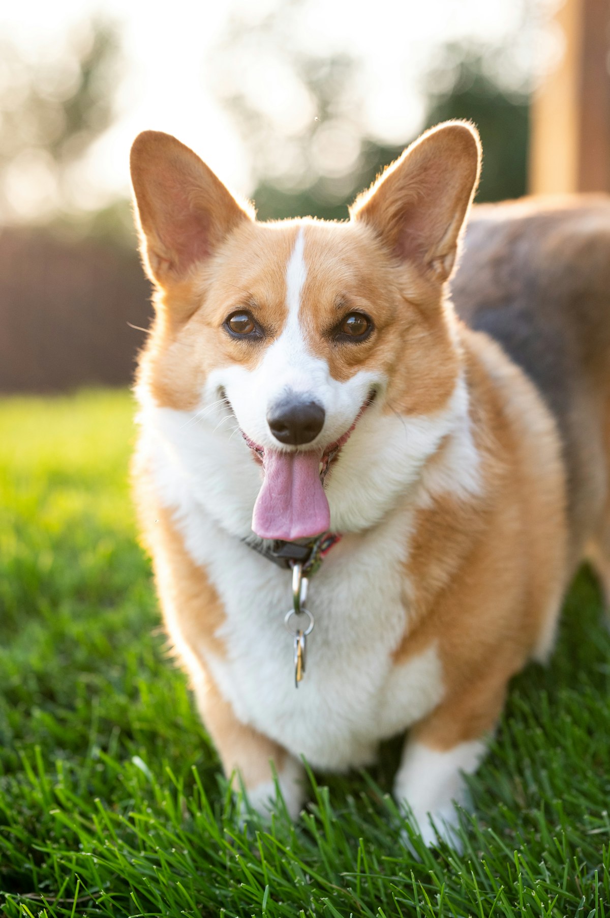 Duke - red and white male corgi smiling in the grass