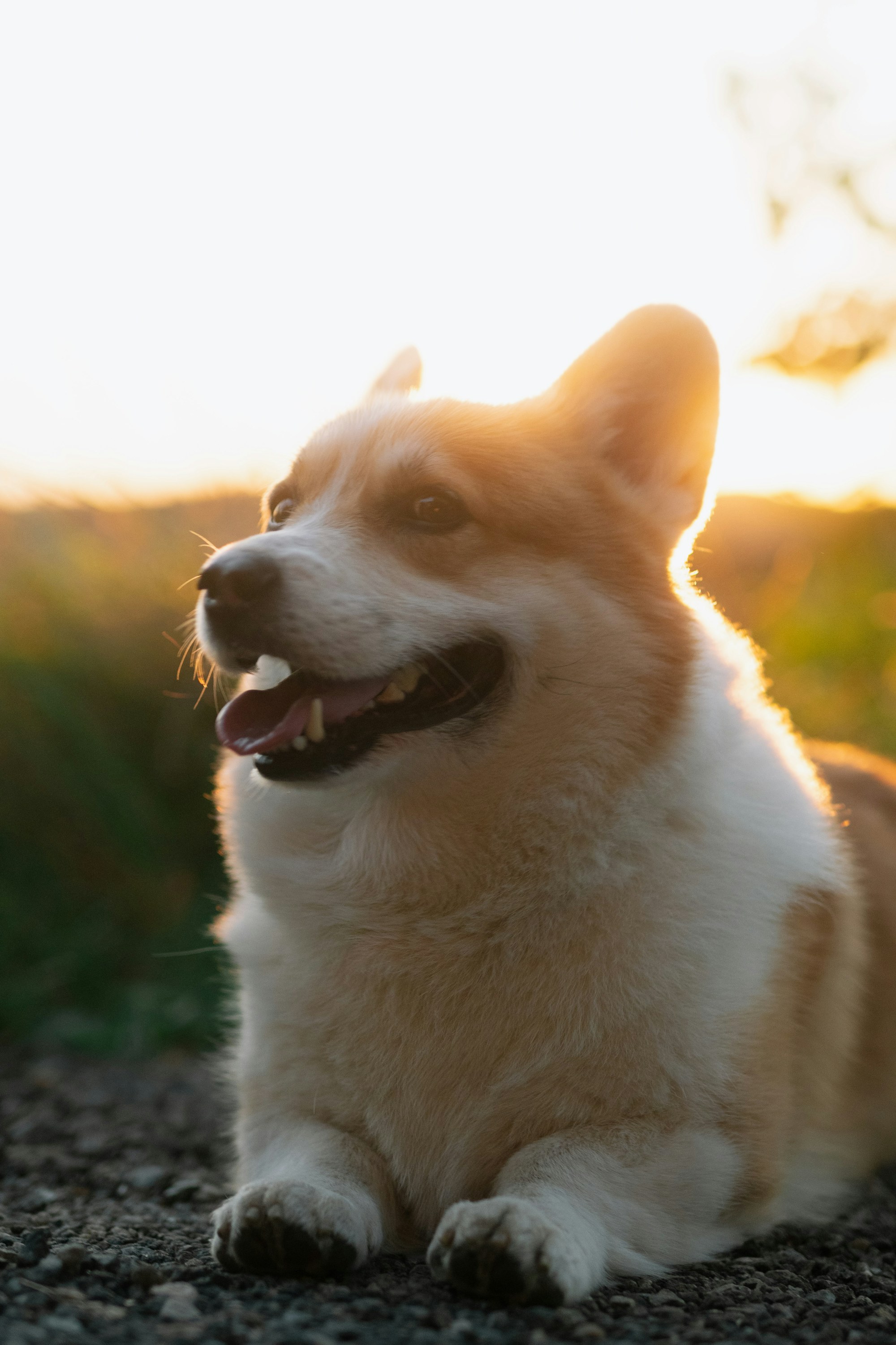 Happy American Corgi at golden hour