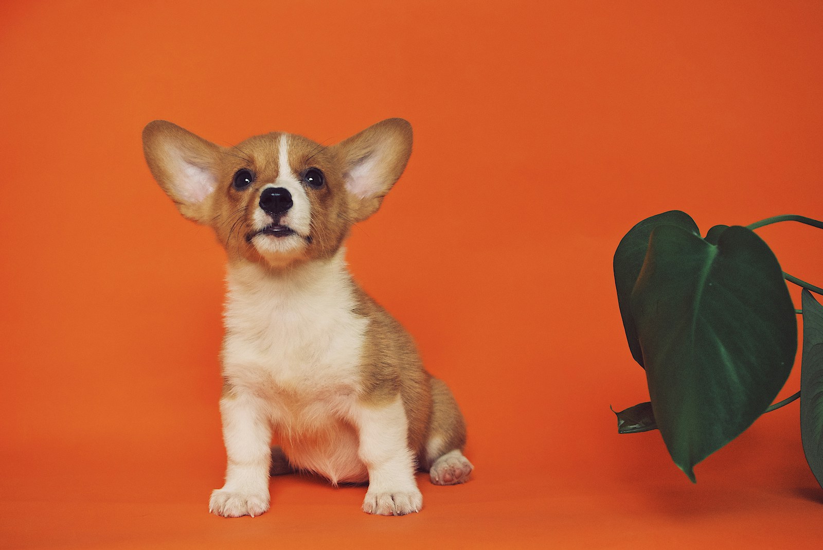 Honey - red and white corgi puppy