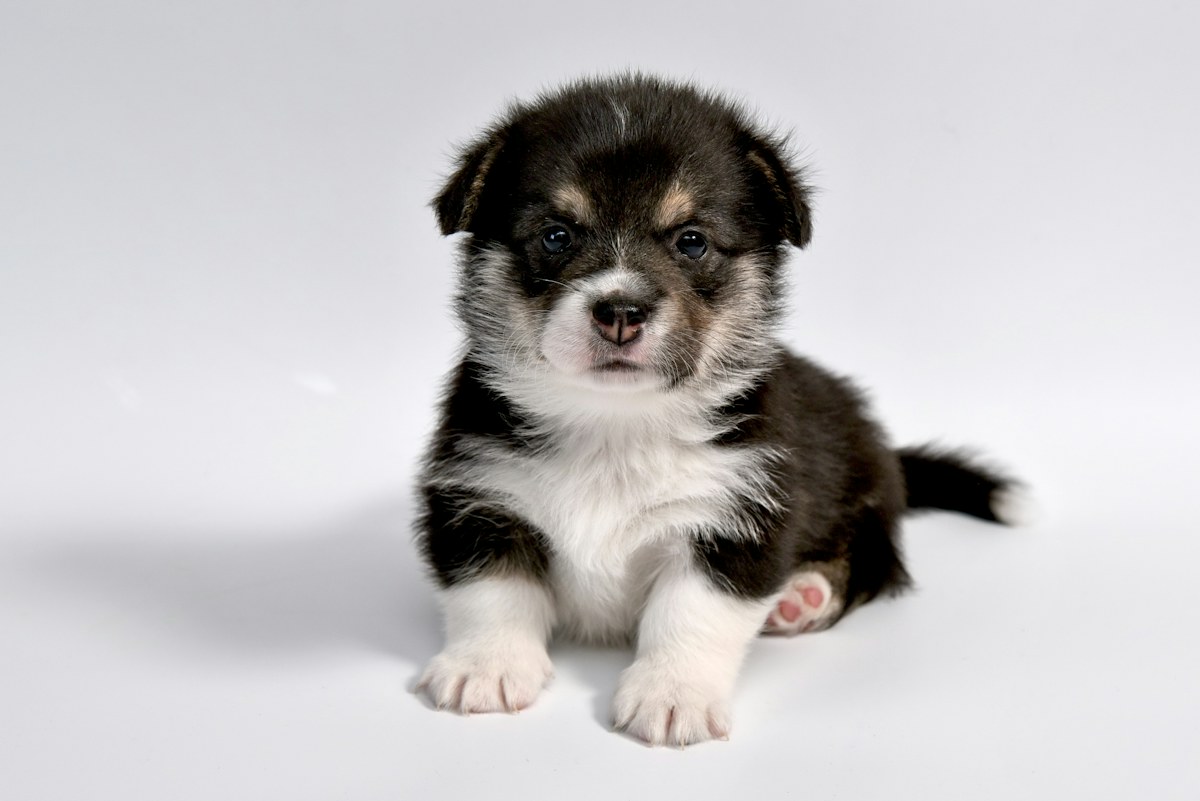 Maverick - black tri-color male corgi puppy